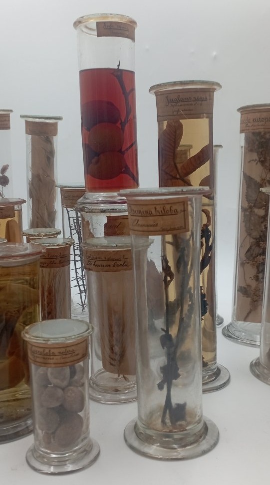 Grand lot cabinet de curiosité-photo-2