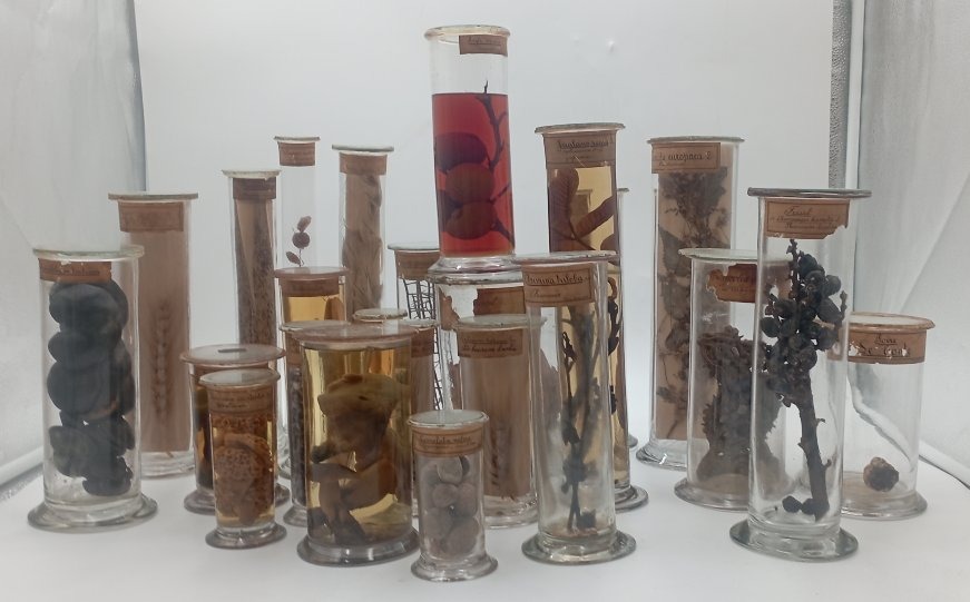 Grand lot cabinet de curiosité