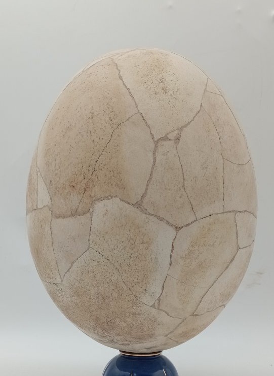 Oeuf d'Aepyornis (oiseau éléphant)-photo-2