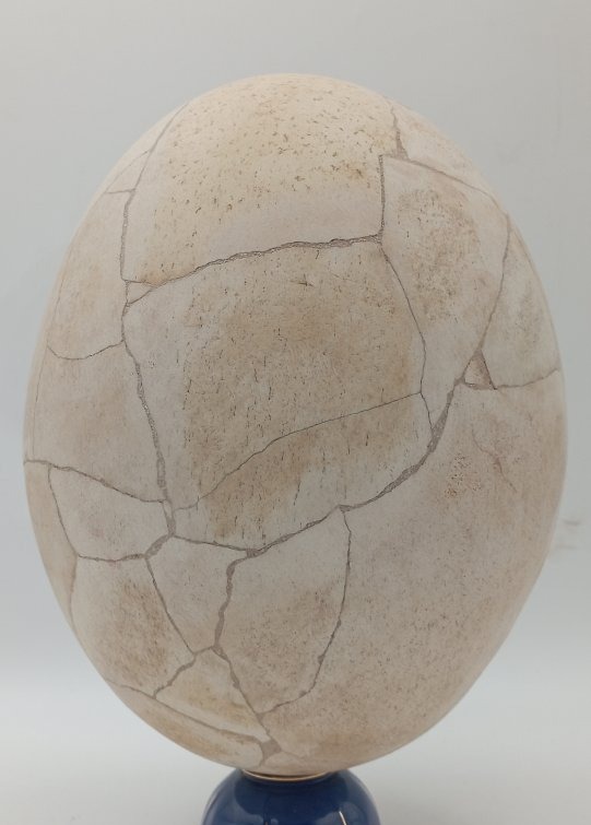 Oeuf d'Aepyornis (oiseau éléphant)-photo-3