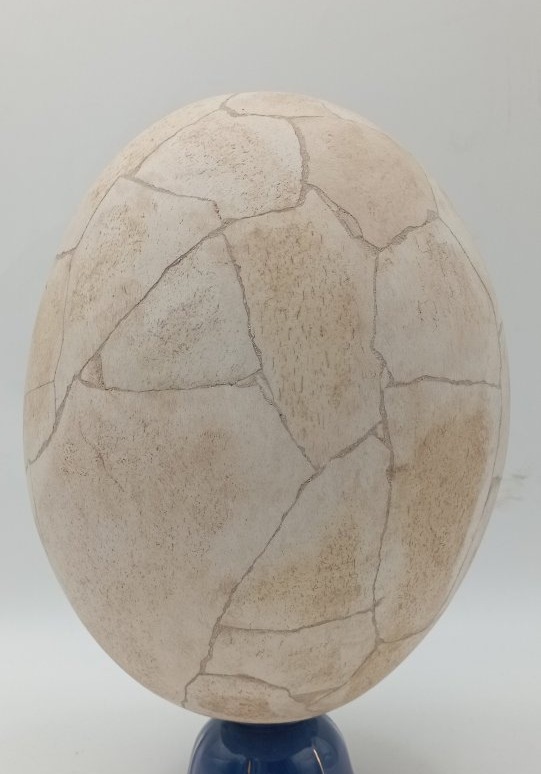 Oeuf d'Aepyornis (oiseau éléphant)-photo-4