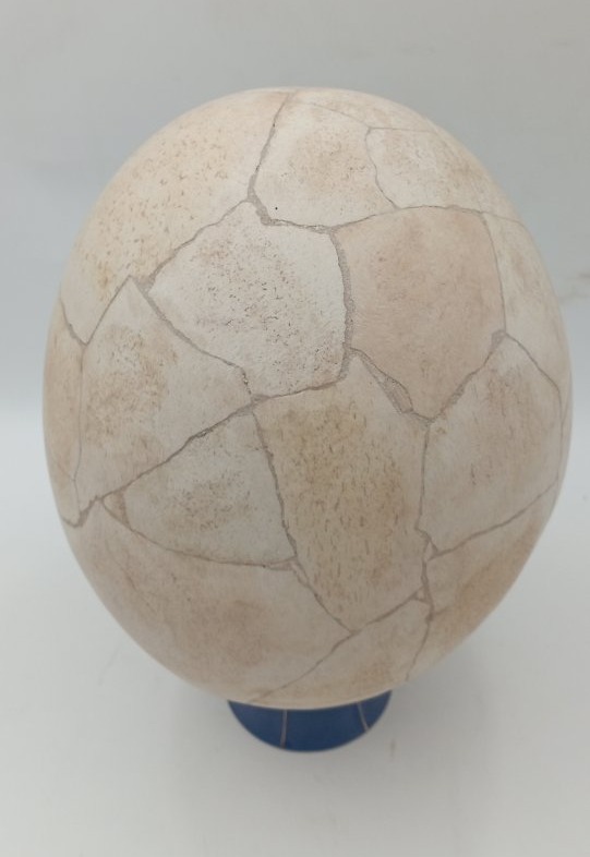 Oeuf d'Aepyornis (oiseau éléphant)-photo-1
