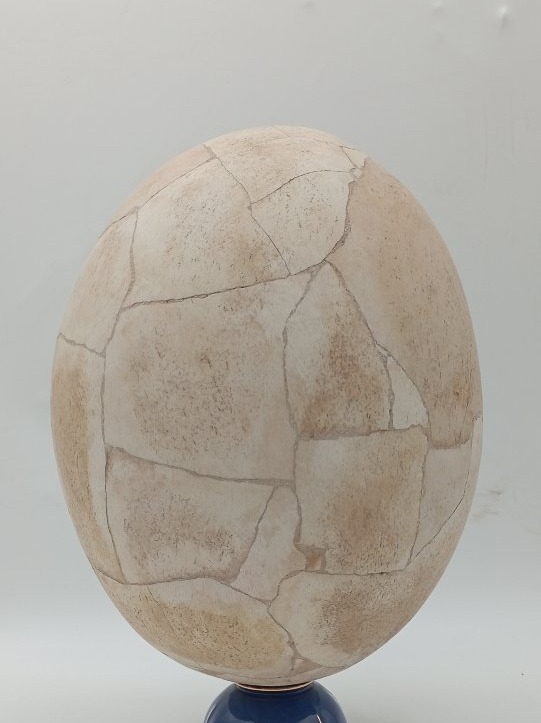 Oeuf d'Aepyornis (oiseau éléphant)