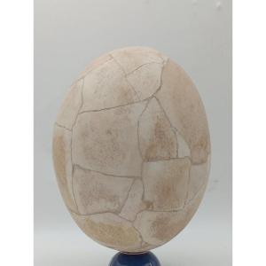 Aepyornis Egg (elephant Bird)