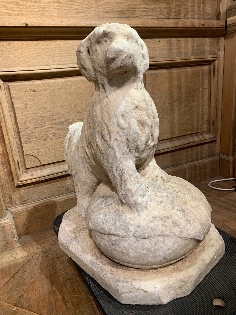 Dog Known As Bichon In Carrara Marble Early 18th Century.-photo-2