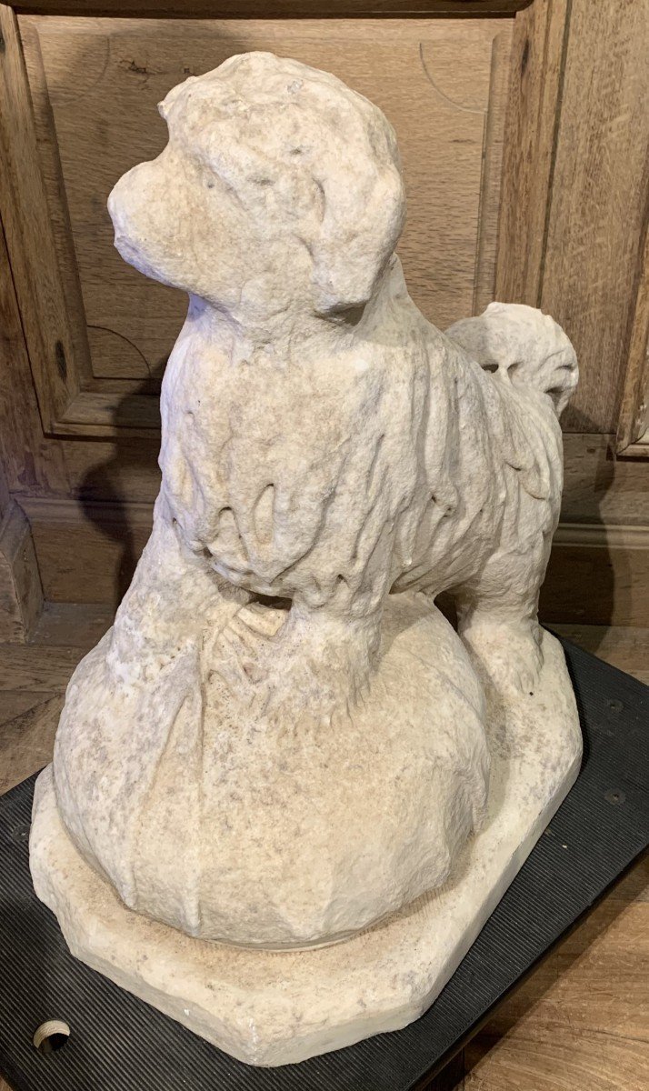 Dog Known As Bichon In Carrara Marble Early 18th Century.-photo-4