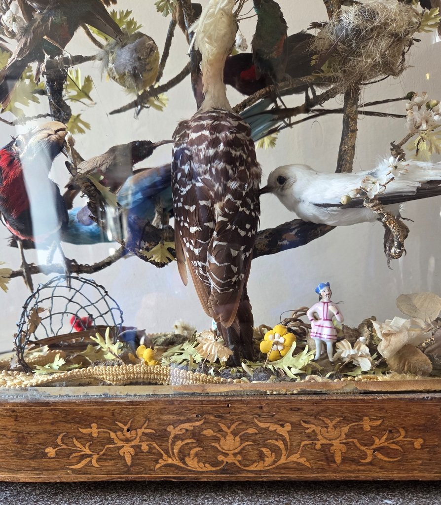 Oiseaux naturalisés sous globe - Epoque Restauration-photo-2