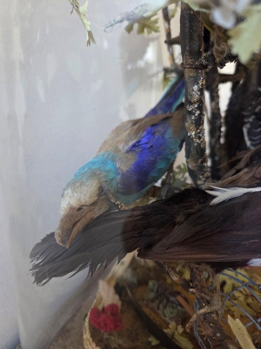 Oiseaux naturalisés sous globe - Epoque Restauration-photo-3