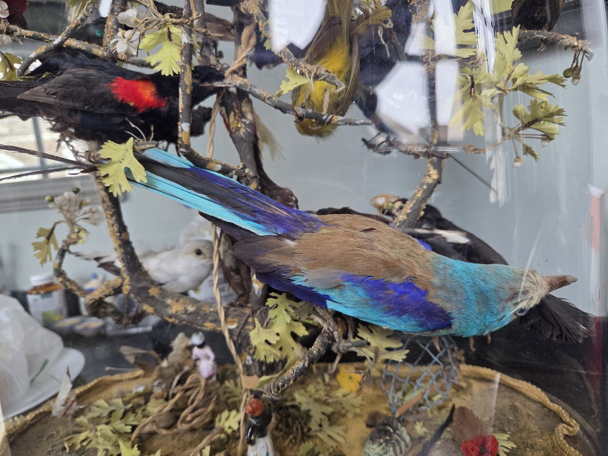 Oiseaux naturalisés sous globe - Epoque Restauration-photo-1