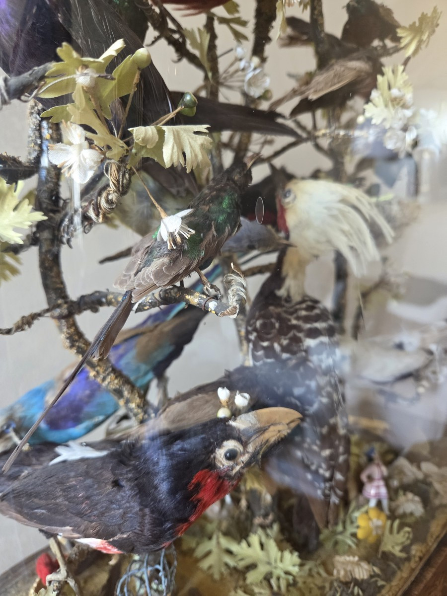 Oiseaux naturalisés sous globe - Epoque Restauration-photo-3