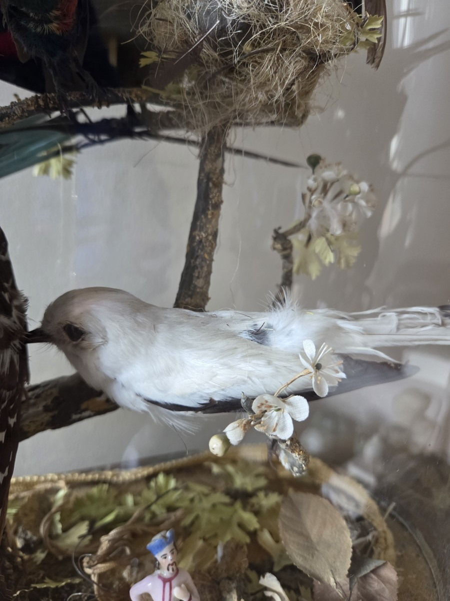 Oiseaux naturalisés sous globe - Epoque Restauration-photo-5