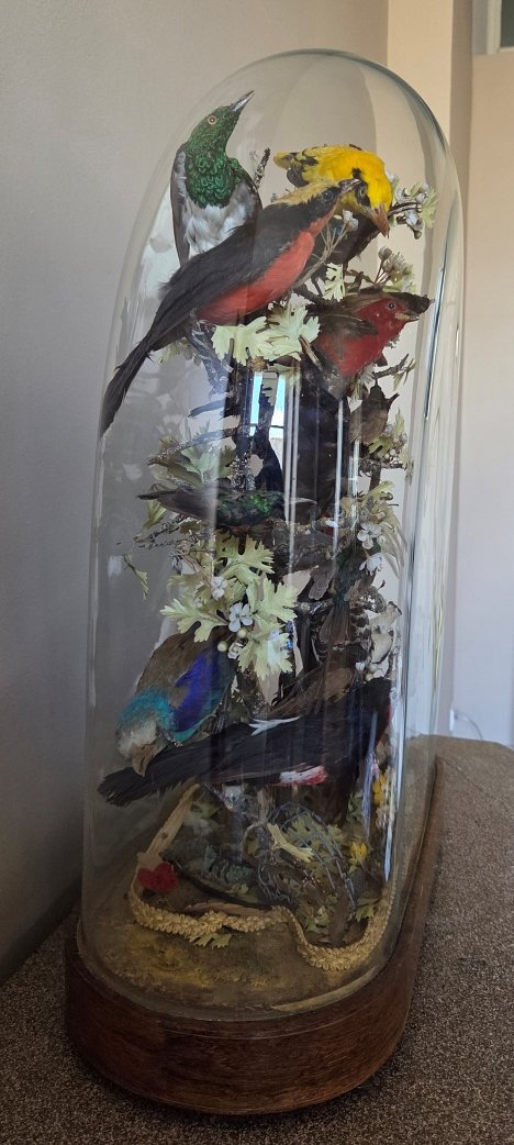 Oiseaux naturalisés sous globe - Epoque Restauration-photo-6