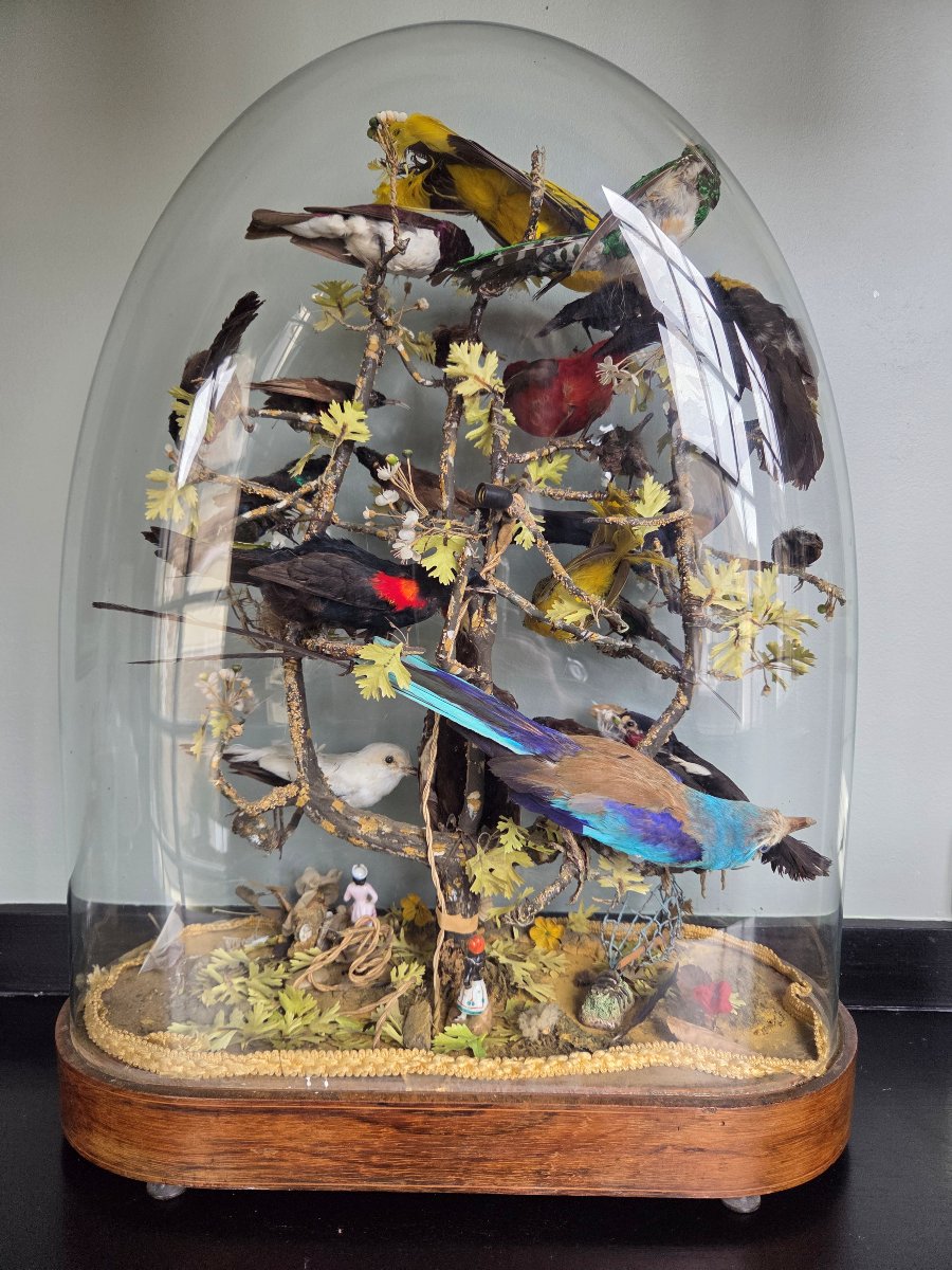 Oiseaux naturalisés sous globe - Epoque Restauration-photo-7