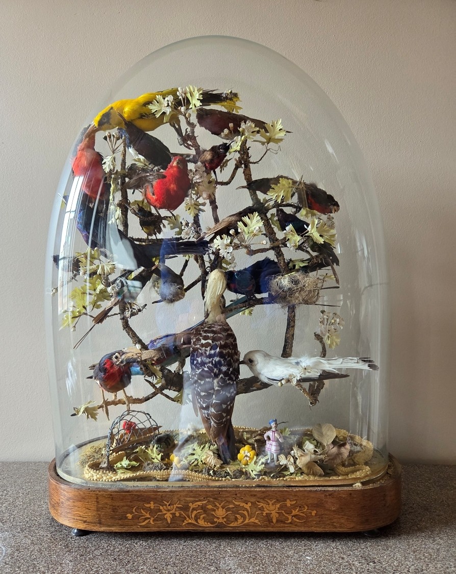 Oiseaux naturalisés sous globe - Epoque Restauration