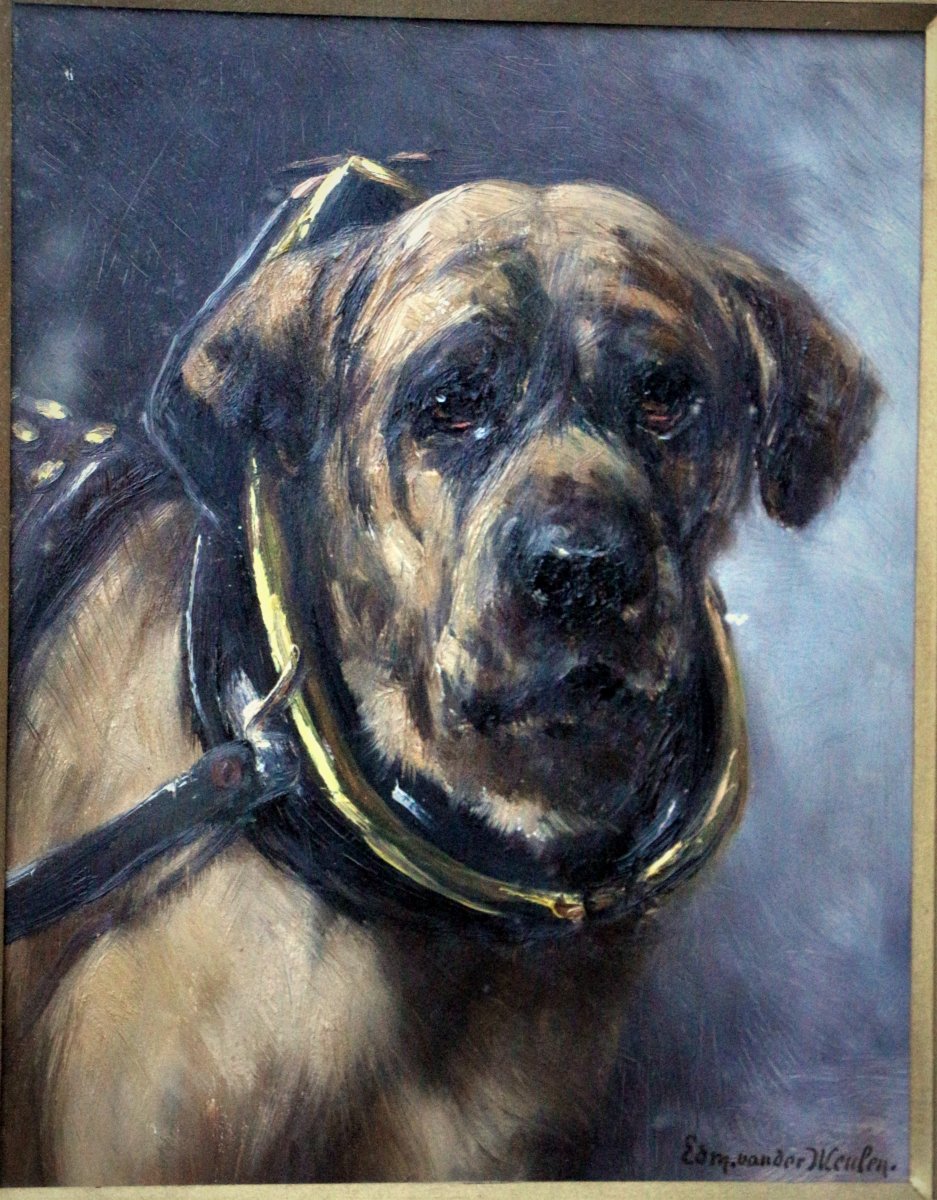 Edmond Van Der Meulen portrait de chien