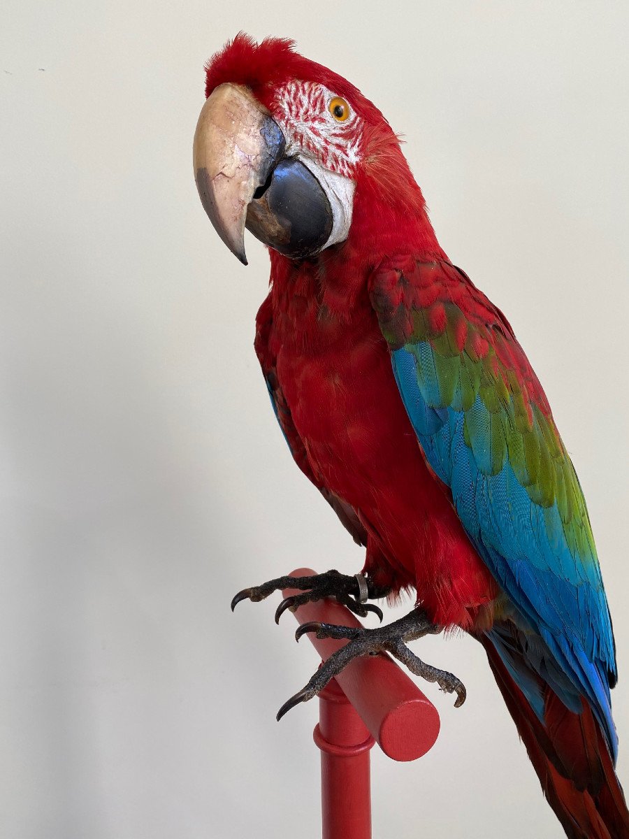 Macaw Parrot Cloroptère-photo-2