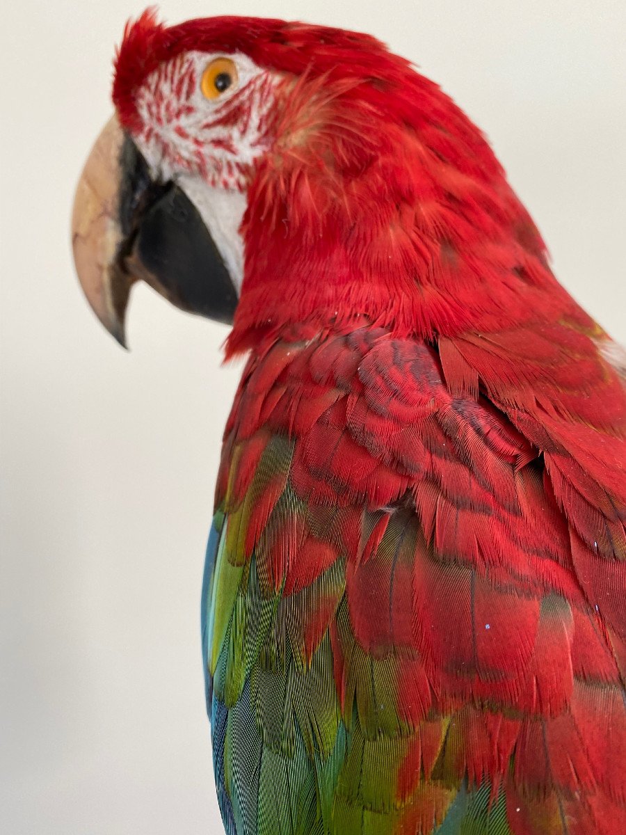 Macaw Parrot Cloroptère-photo-3