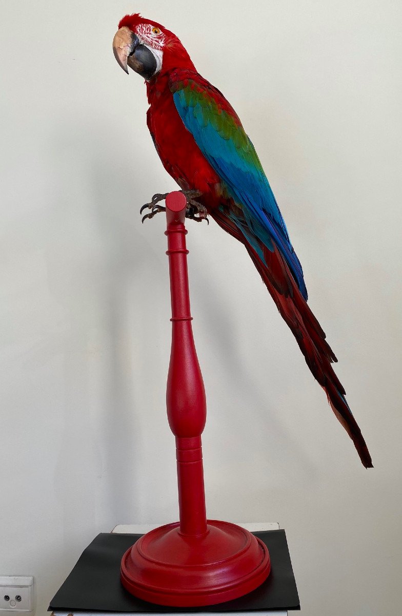 Macaw Parrot Cloroptère-photo-1