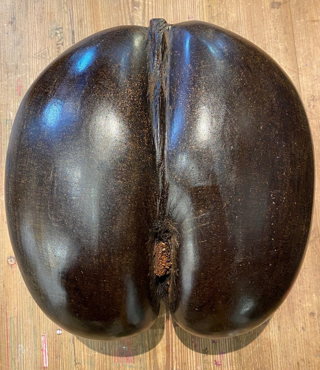Noix De Coco De Mer-photo-1
