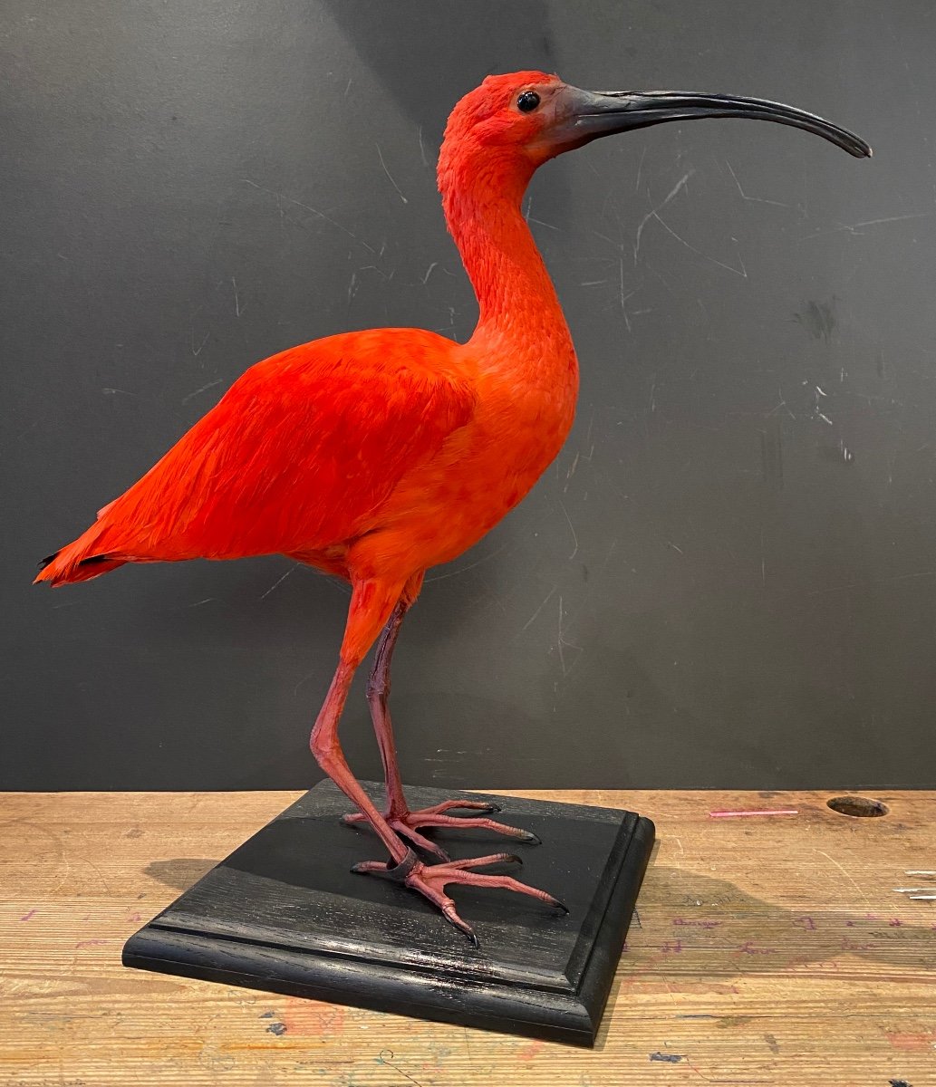 Scarlet Ibis-photo-4