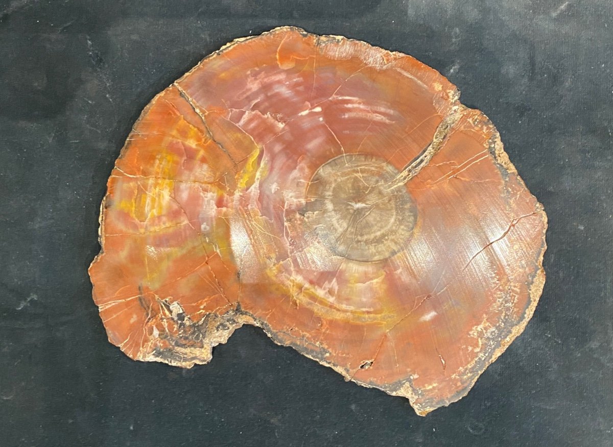 Petrified Arizona Wood Slice-photo-2