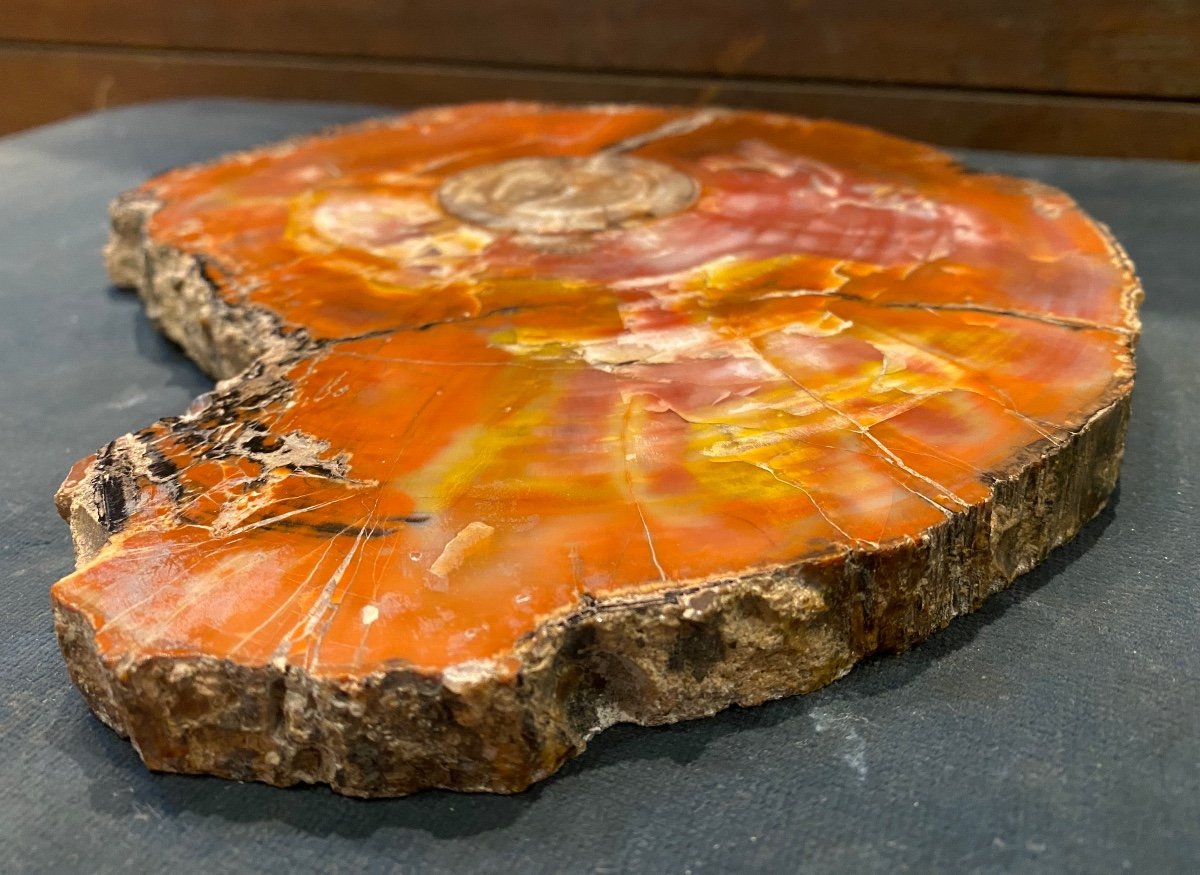 Petrified Arizona Wood Slice-photo-4