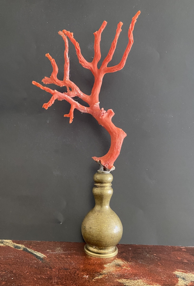 Mediterranean Red Coral-photo-2