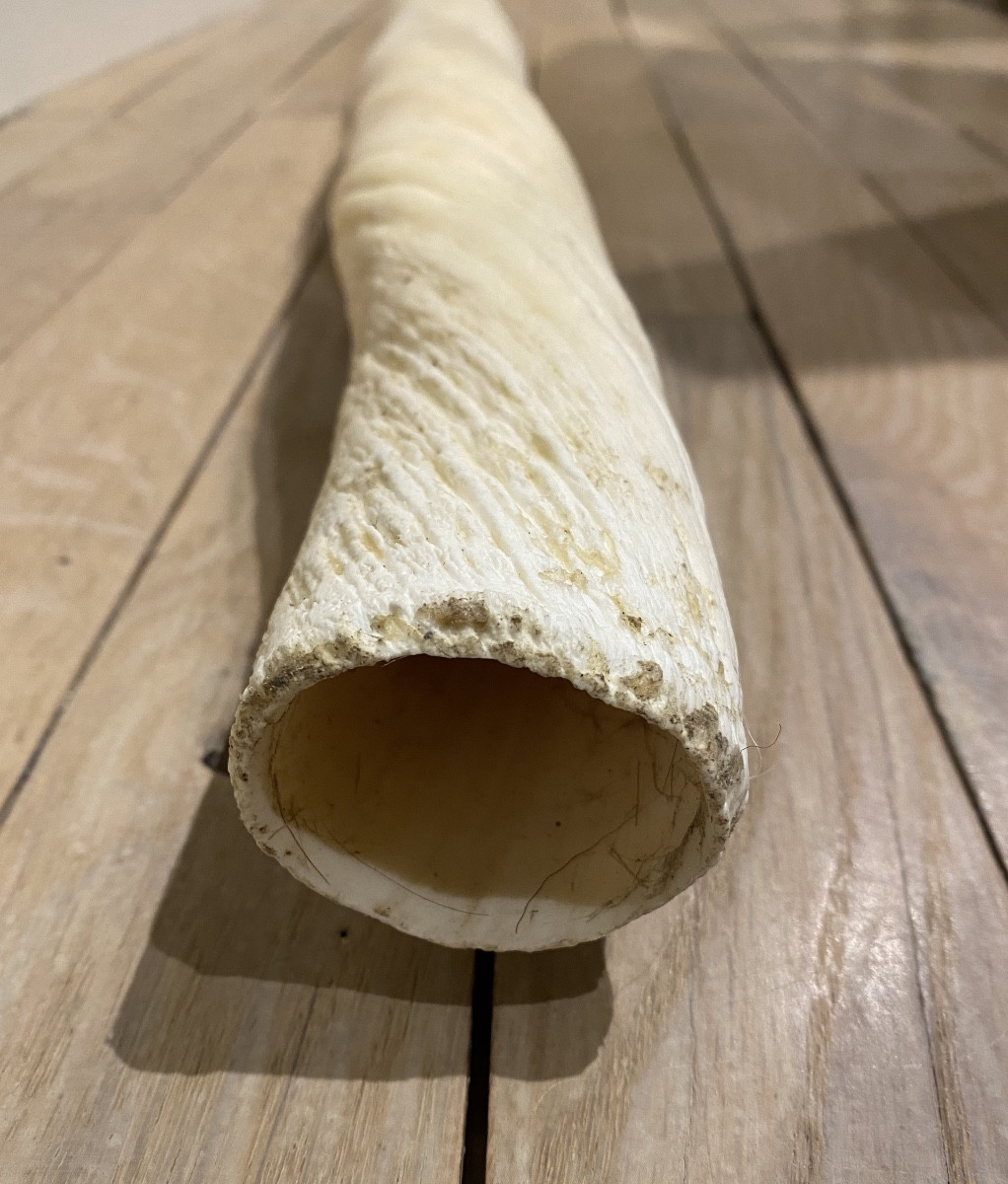 Narwhal Tooth-photo-3