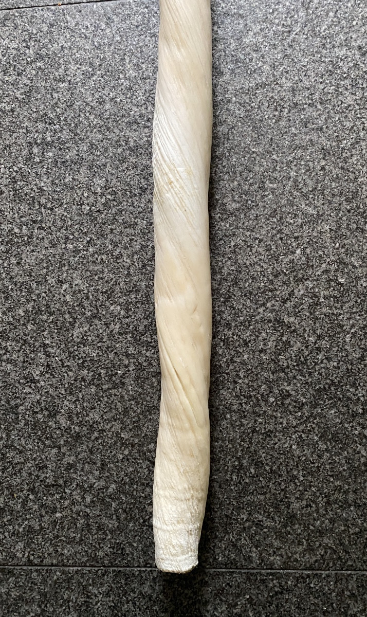 Narwhal Tooth-photo-3