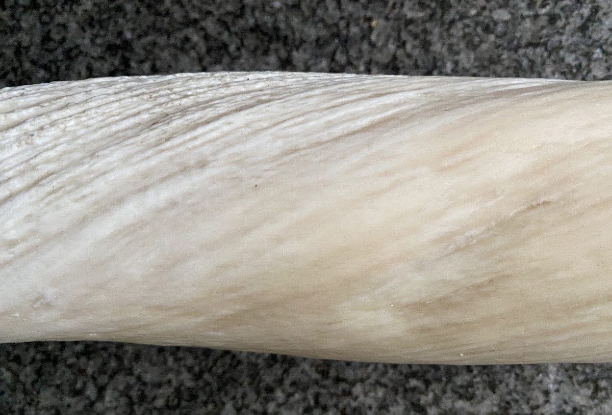 Narwhal Tooth-photo-5