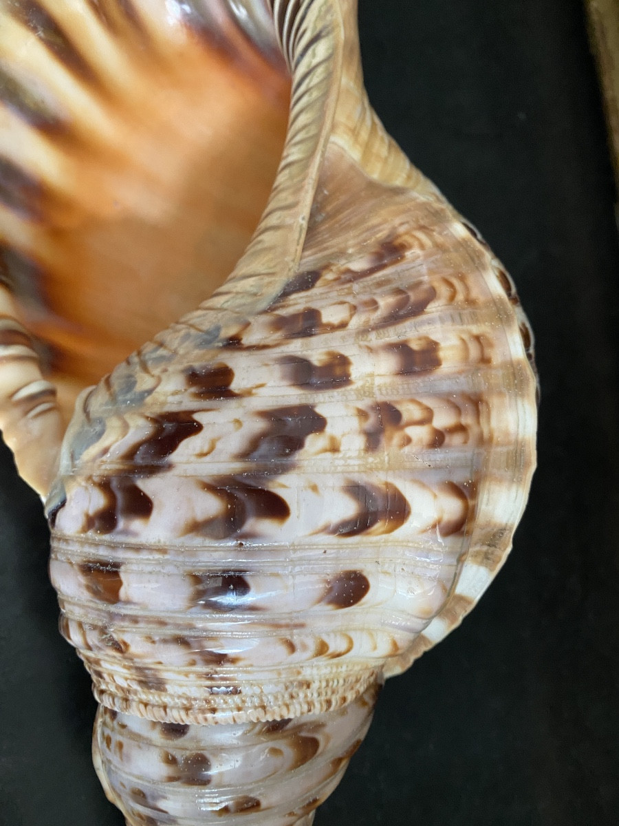 coquillage, Conque Triton géant , objet de curiosité-photo-2