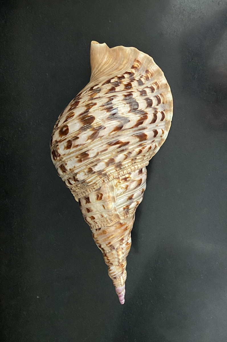 coquillage, Conque Triton géant , objet de curiosité-photo-3