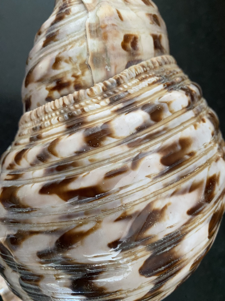 coquillage, Conque Triton géant , objet de curiosité-photo-4