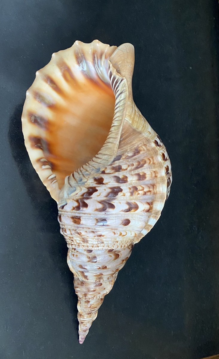 coquillage, Conque Triton géant , objet de curiosité-photo-1