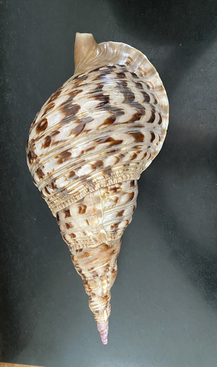 coquillage, Conque Triton géant , objet de curiosité-photo-2