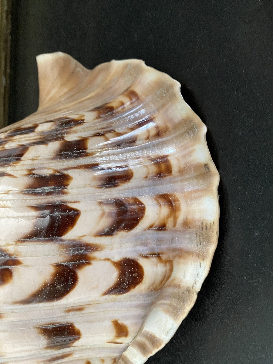 coquillage, Conque Triton géant , objet de curiosité-photo-4
