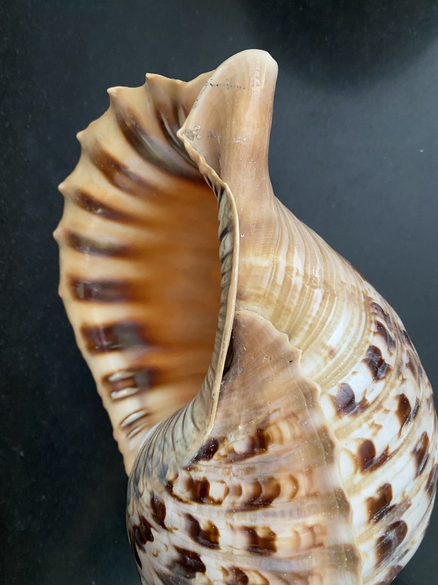 coquillage, Conque Triton géant , objet de curiosité-photo-5