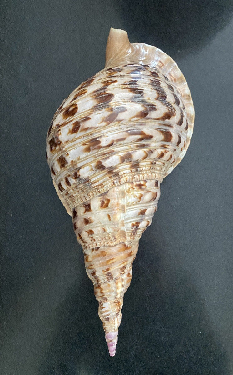 coquillage, Conque Triton géant , objet de curiosité-photo-6