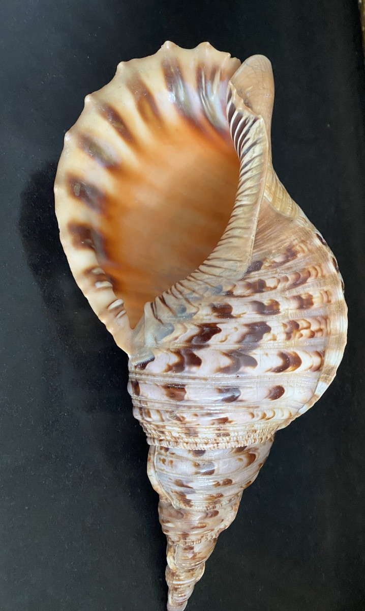 coquillage, Conque Triton géant , objet de curiosité