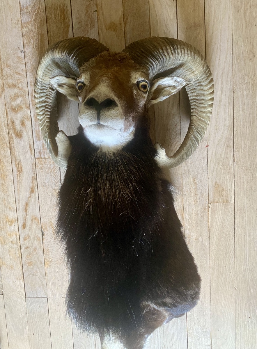 Hunting Trophy, Taxidermy, Mouflon On A Cape