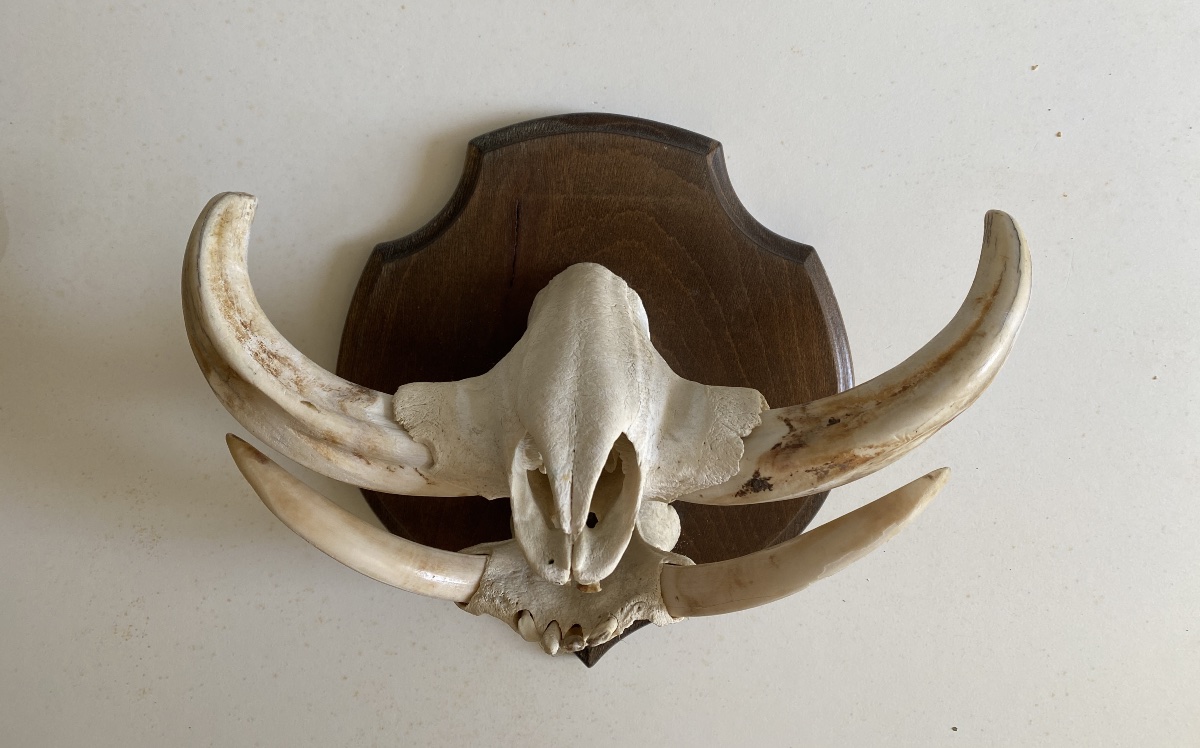 Warthog Slaughter