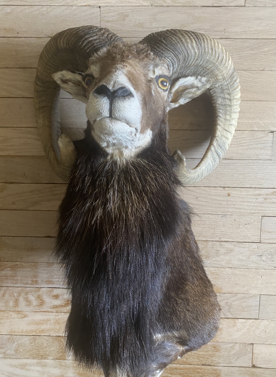 Hunting Trophy, Mouflon In A Cape-photo-2