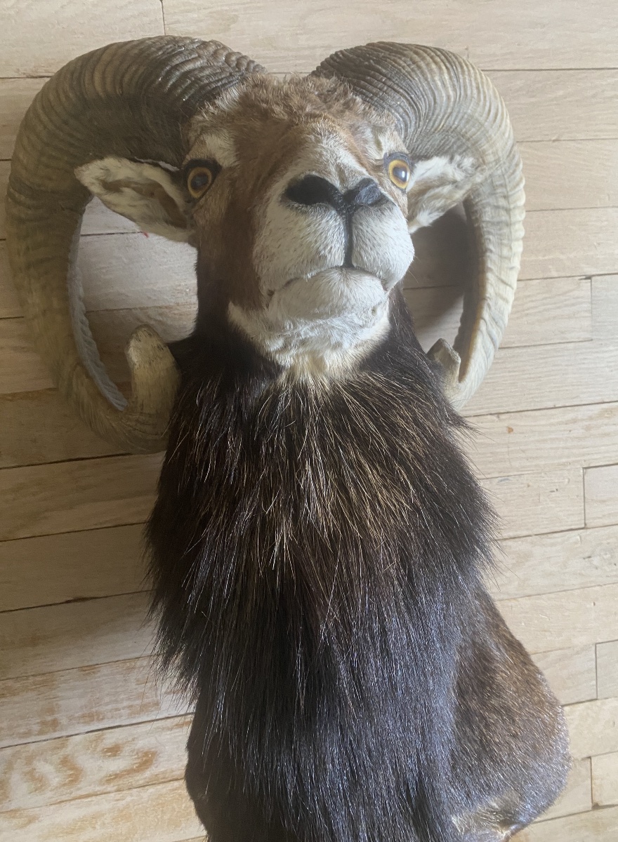 Hunting Trophy, Mouflon In A Cape-photo-3