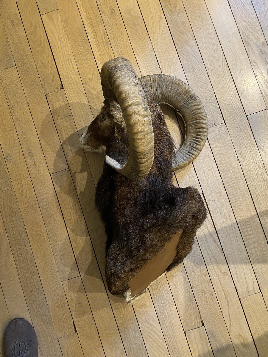 Hunting Trophy, Mouflon In A Cape-photo-1