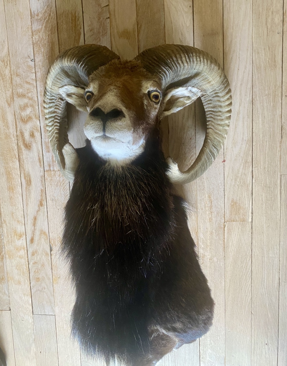 Hunting Trophy, Mouflon In A Cape