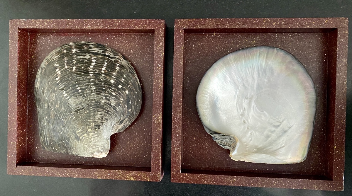 Tahitian Pearl Oyster Shells, Curiosities.
