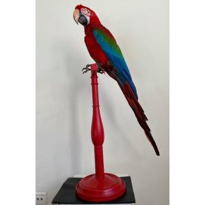 Macaw Parrot Cloroptère