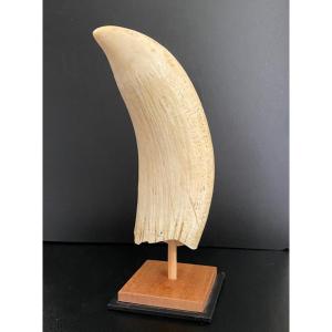 Sperm Whale Tooth