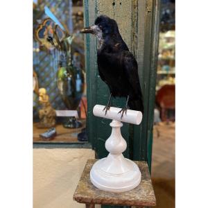 Naturalized Raven