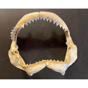 Shark Jaw